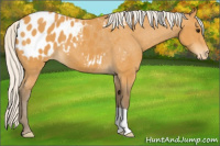 Horse Color:Silver Buckskin Appaloosa