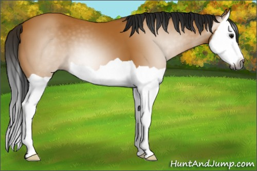 Horse Color:Gray Buckskin Splash 