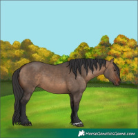 Horse Color:Brown Dun 