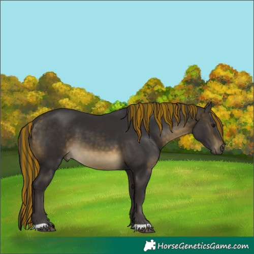 Horse Color:Painted Buckskin 