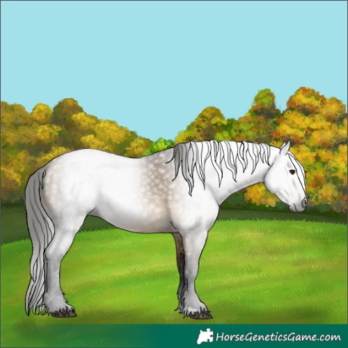 Horse Color:Gray Buckskin Dun 