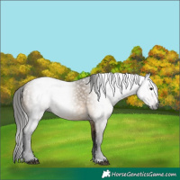 Horse Color:Gray Buckskin Dun 