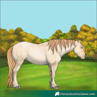 Horse Color:Buckskin Pearl Dun 