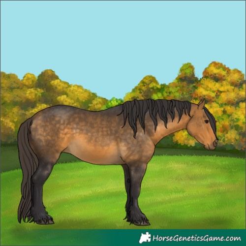 Horse Color:Buckskin