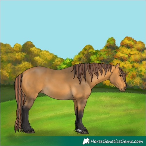 Horse Color:Painted Buckskin 