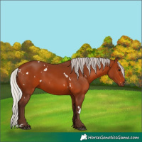 Horse Color:White Spotted Silver Brown