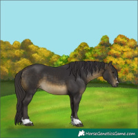 Horse Color:Buckskin 