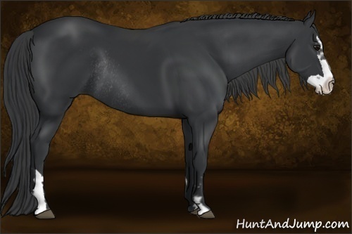 Horse Color:Black Splash Frame Rabicano
