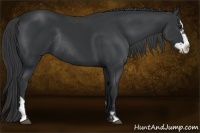 Horse Color:Black Splash Frame Rabicano