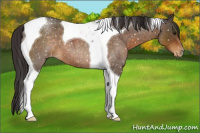 Horse Color:Buckskin Roan Tobiano Appaloosa