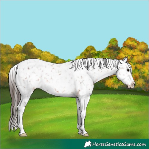 Horse Color:Brown Appaloosa 