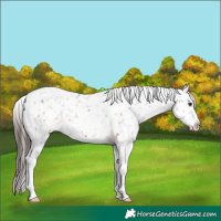 Horse Color:Brown Appaloosa