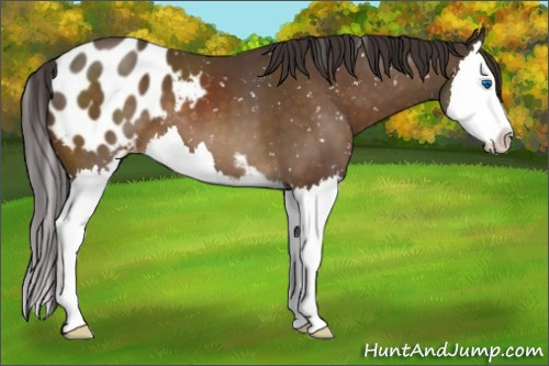 Horse Color:Buckskin Sabino Splash Blanket 