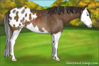 Horse Color:Buckskin Sabino Splash Blanket