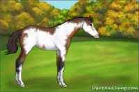 Horse Color:Buckskin Roan Frame Varnish