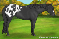 Horse Color:Black Appaloosa 