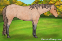 Horse Color:Buckskin Roan Varnish
