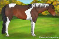 Horse Color:Brown Roan Tobiano Appaloosa