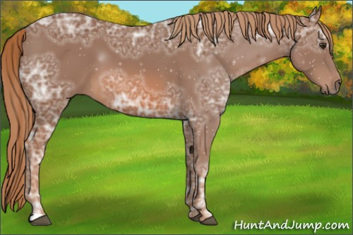 Horse Color:Chestnut Ice
