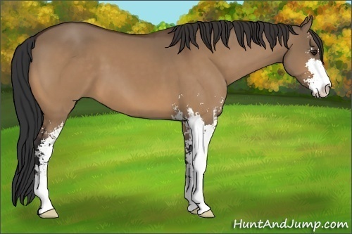 Horse Color:Unknown 