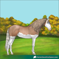Horse Color:Liver Chestnut Pearl Splash 