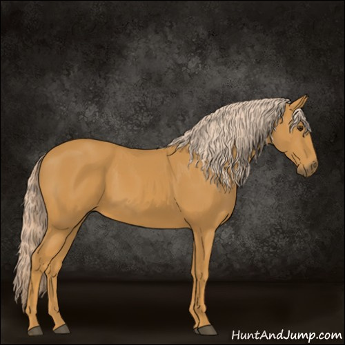 Horse Color:Palomino 