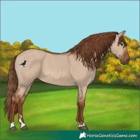 Horse Color:Red Dun 