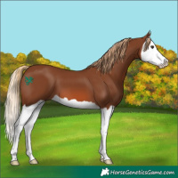 Horse Color:Chestnut Splash 