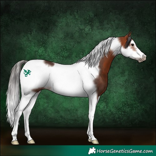 Horse Color:Bay Splash Tobiano Frame Rabicano