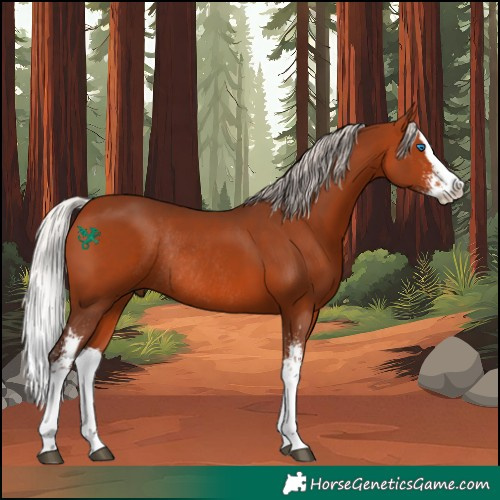 Horse Color:Silver Bay Sabino Splash Rabicano 