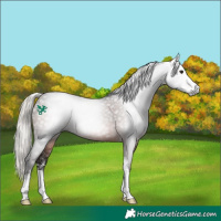 Horse Color:Gray Silver Brown Sabino 