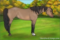 Horse Color:Brown Dun 