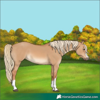 Horse Color:Red Dun 