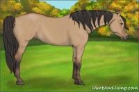 Horse Color:Bay Dun