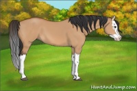 Horse Color:Bay Dun Splash 