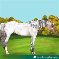 Horse Color:White Spotted Bay Roan Appaloosa