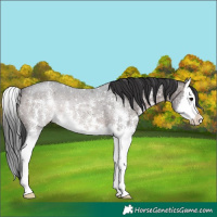 Horse Color:Brown Sabino Splash 