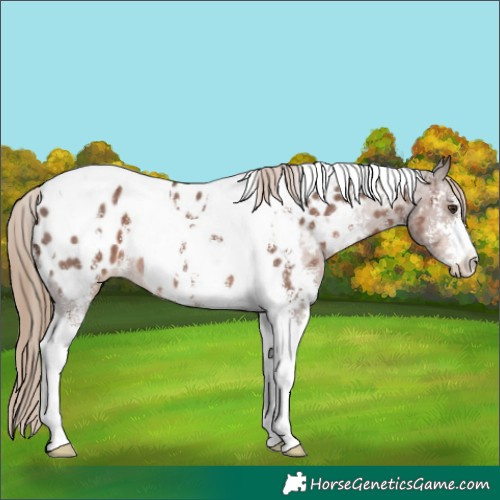 Horse Color:Liver Chestnut Sabino Tobiano Appaloosa 