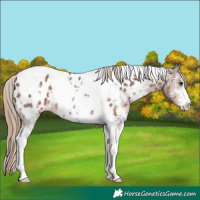 Horse Color:Liver Chestnut Sabino Tobiano Appaloosa 