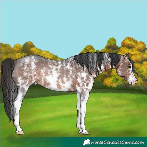Horse Color:Brown Sabino Rabicano 