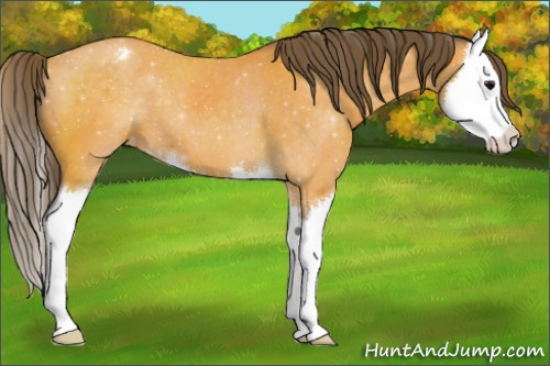 Horse Color:Buckskin Sabino Splash Varnish