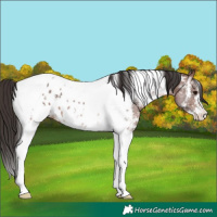 Horse Color:Bay Sabino Tobiano Near Leopard