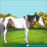 Horse Color:Brown Splash Tobiano Rabicano