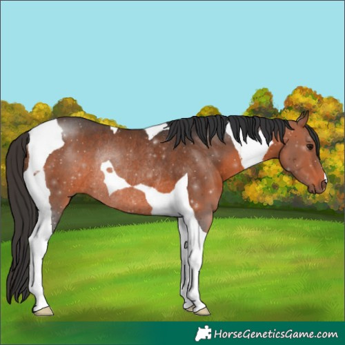 Horse Color:Bay Tobiano Rabicano