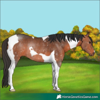 Horse Color:Bay Tobiano Rabicano 