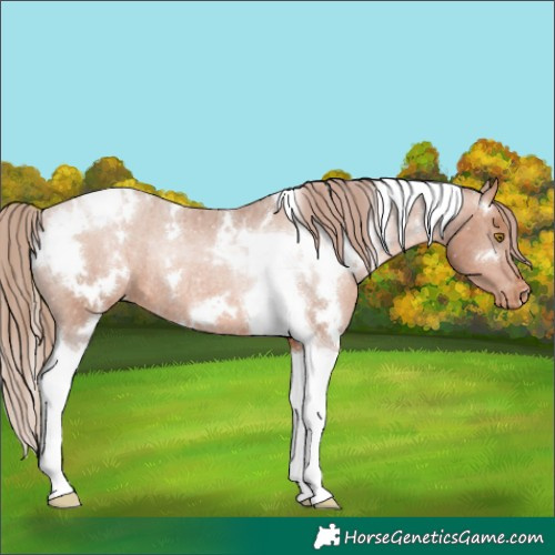 Horse Color:White Spotted Bay Pearl Tobiano Appaloosa Rabicano 