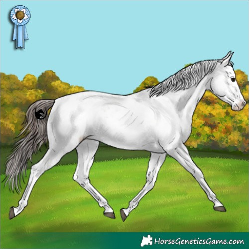 Horse Color:White Spotted Bay Snowcap