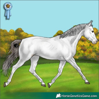 Horse Color:White Spotted Bay Appaloosa