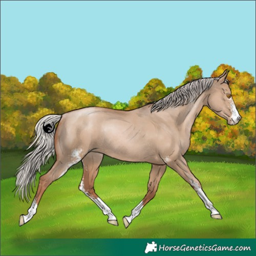 Horse Color:Silver Grullo Pearl Sabino Rabicano