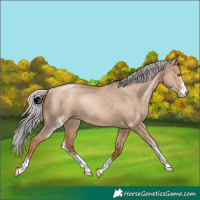 Horse Color:Silver Grullo Pearl Sabino Rabicano 